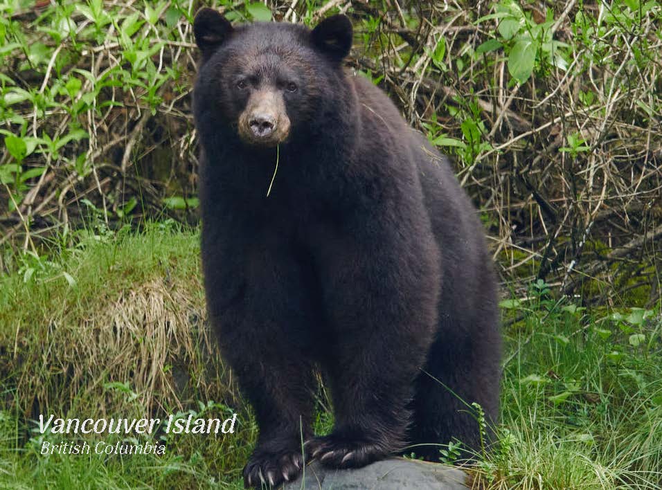 PA672 Black Bear