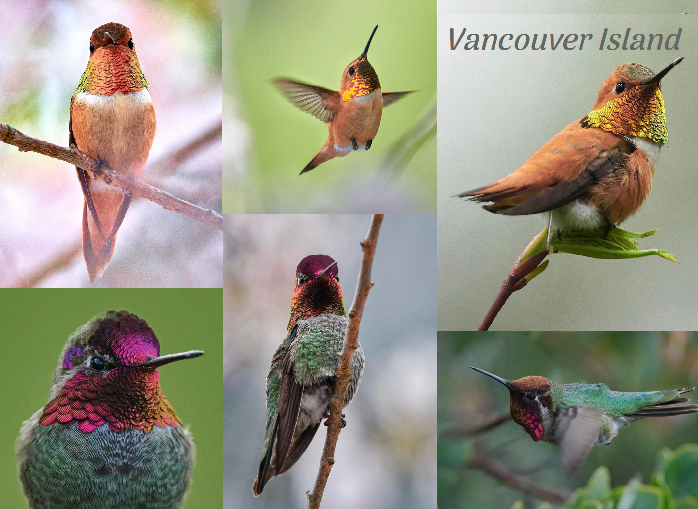 PA695 Hummingbirds