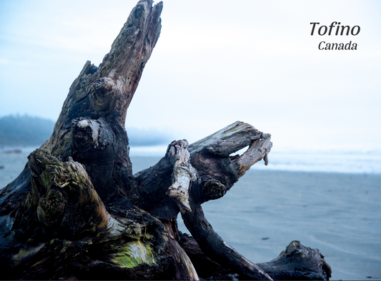 PC066 Driftwood Tofino