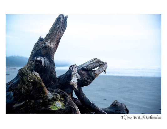 PC806 /AJP06 Tofino driftwood