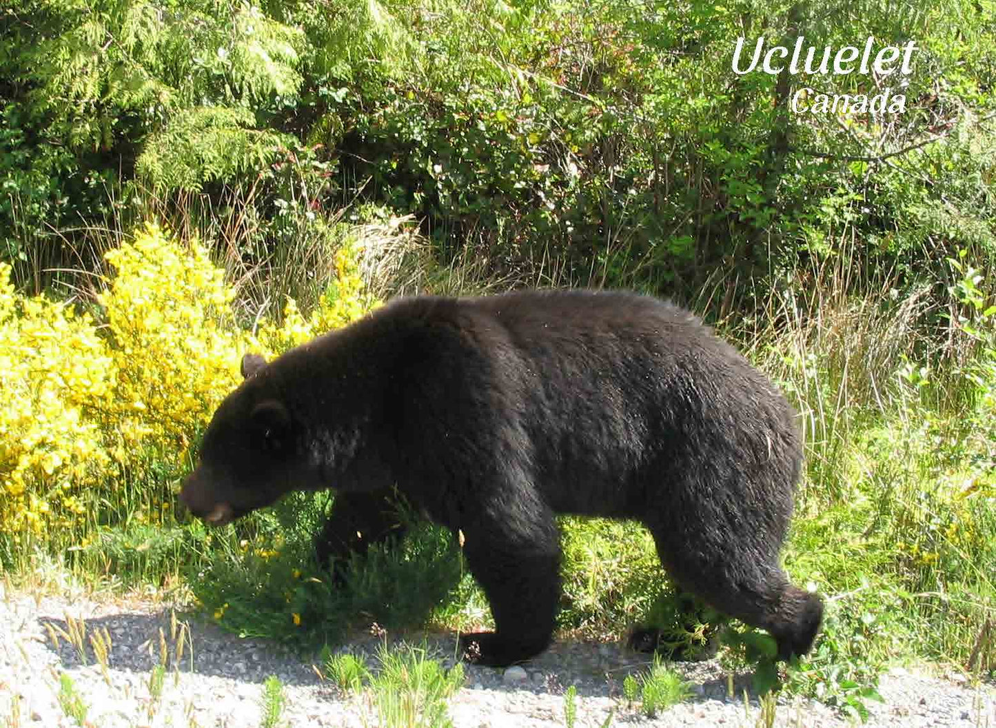 PD613 Black Bear, Ucluelet