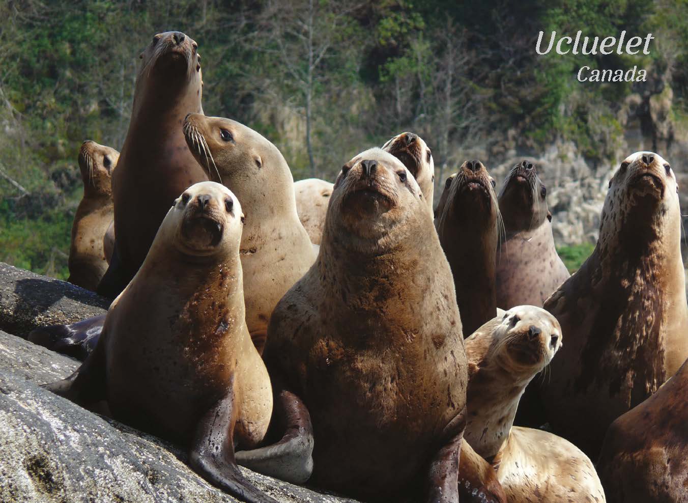 PD623 Sea Lions, Ucluelet