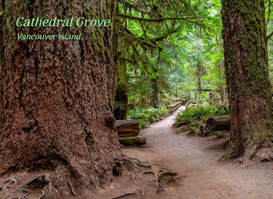 PE050 Cathedral Grove