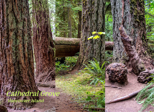 PE250 Cathedral Grove