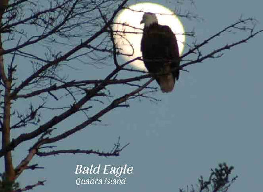 PG613  /P313 Bald Eagle, Quadra Island