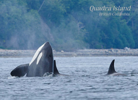 PG641 Orca nose in the air, Quadra Island