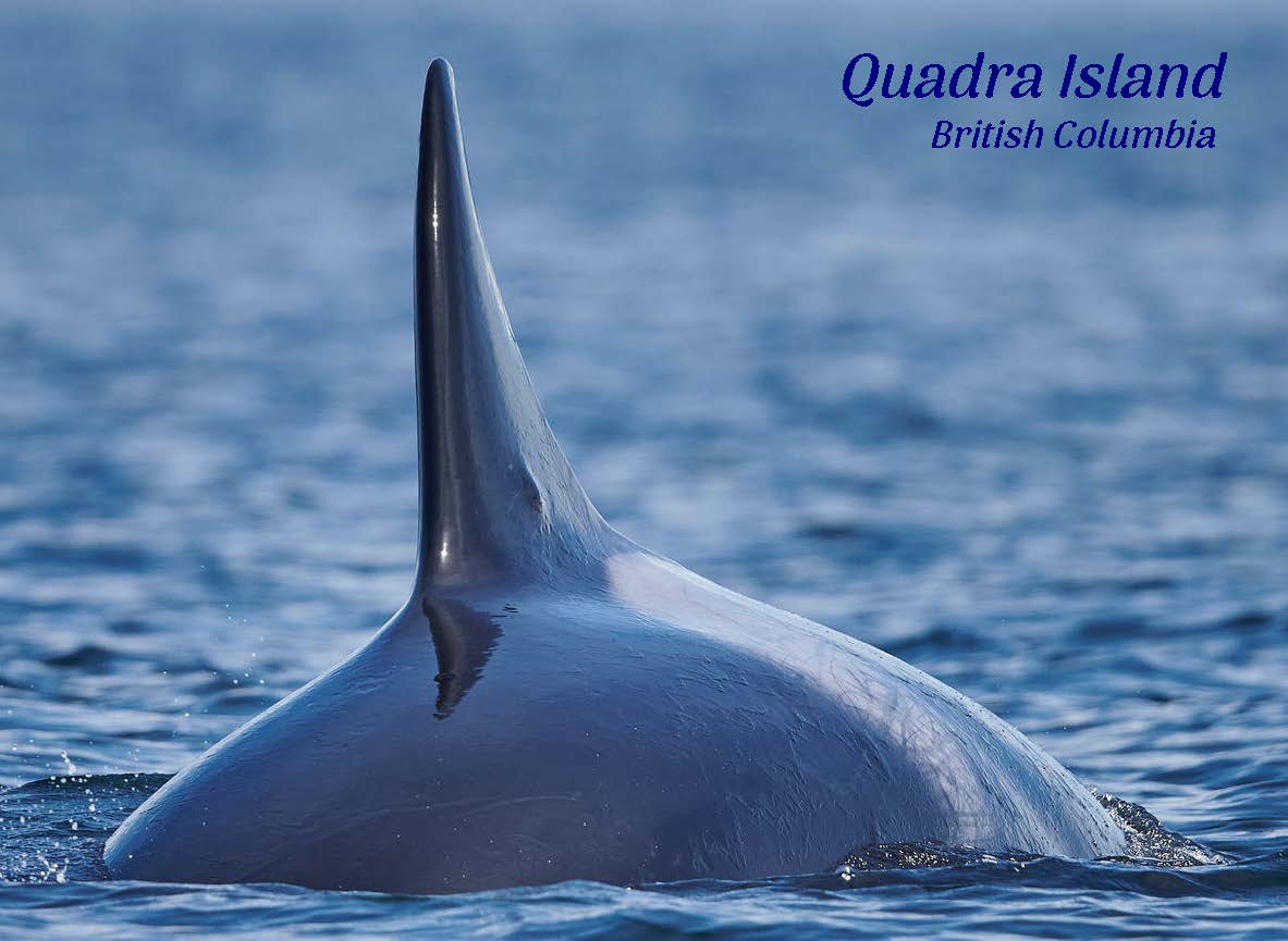 PG642 Orca fin, Quadra Island