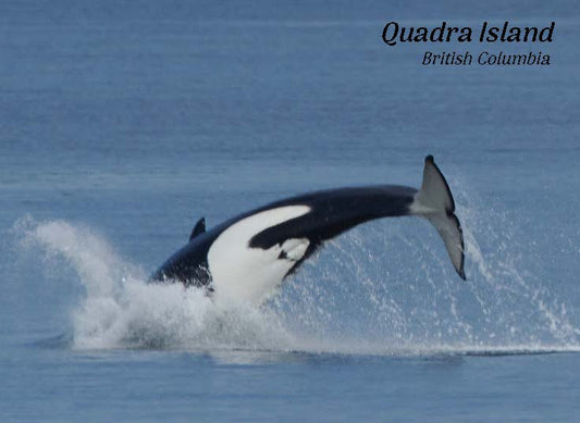 PG643 Orca spin, Quadra Island