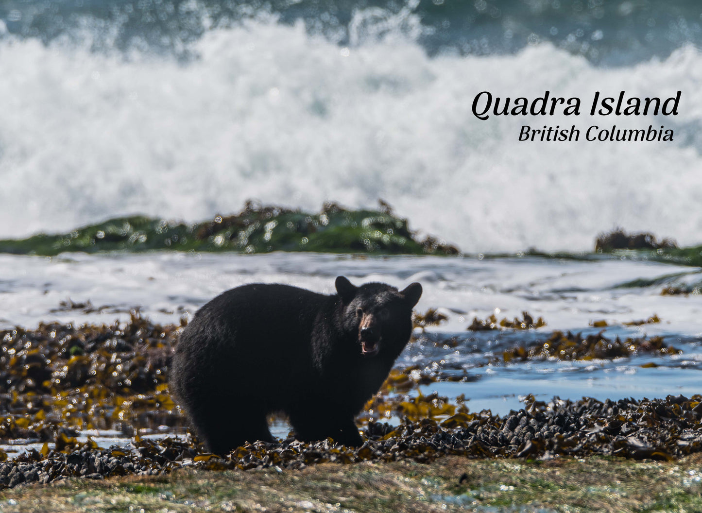 PG670 Black Bear, Quadra Island