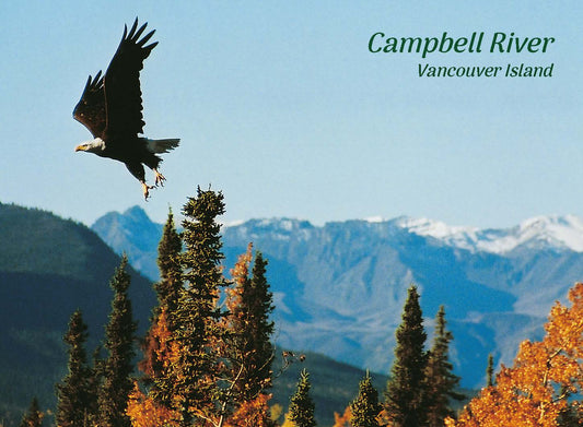 PH614 /P320 Eagle in Trees, Campbell River