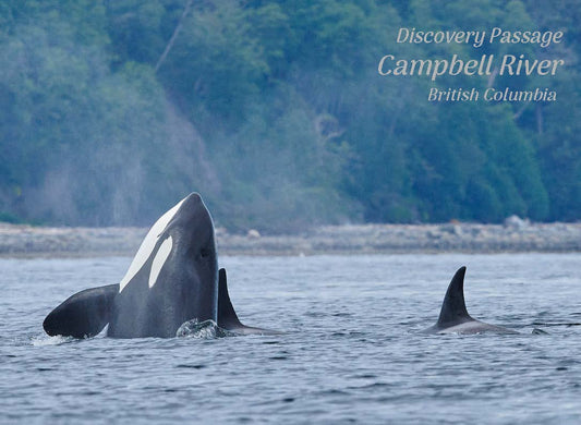 PH641 Orca nose in the air, Campbell River