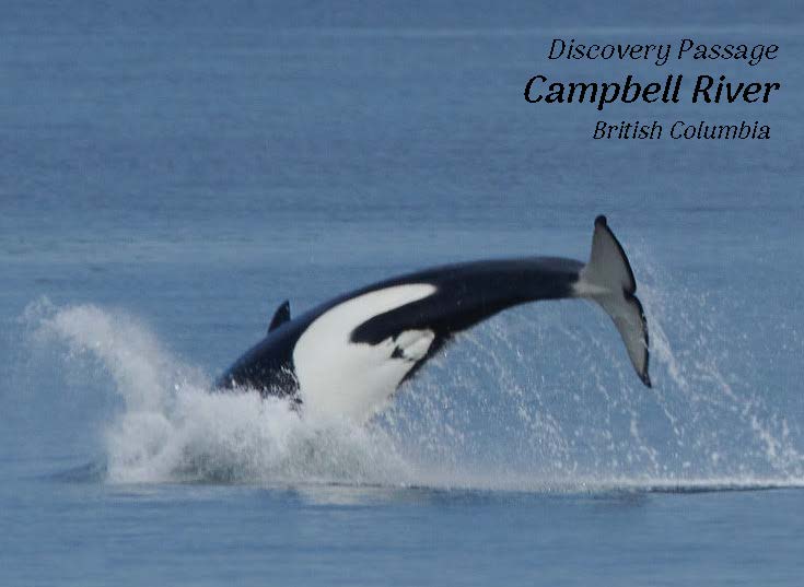 PH643 Orca spin, Campbell River