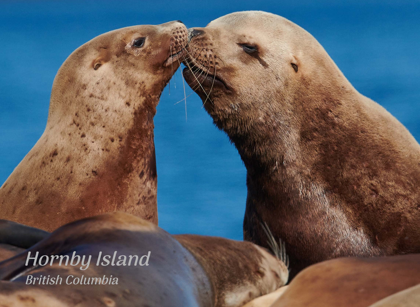 PK632 Sea Lions, Hornby Island