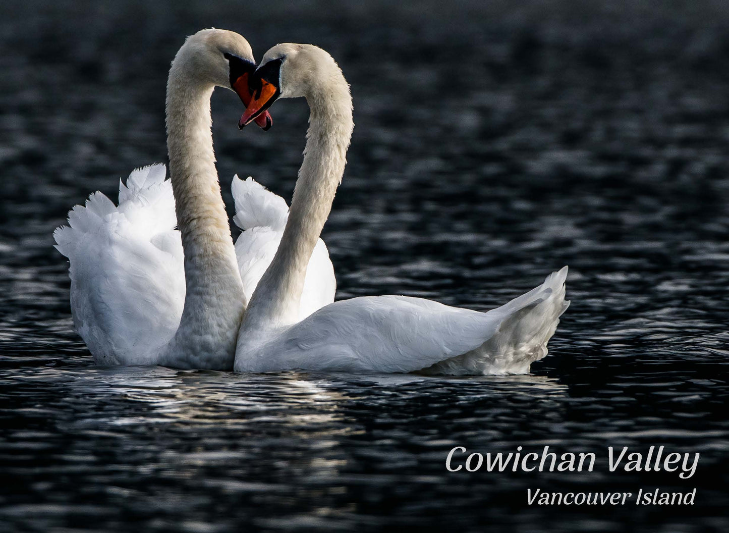 PQ610 Swans, Cowichan Bay