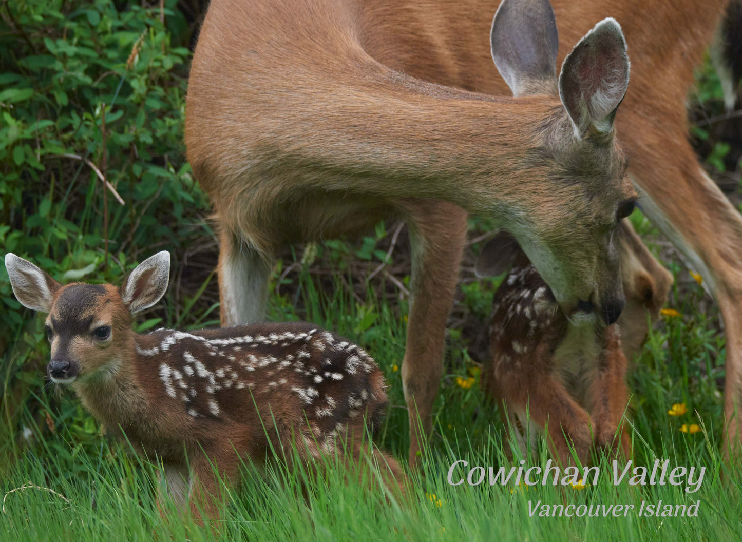 PQ631 Deer & Fawns, Cowichan Bay