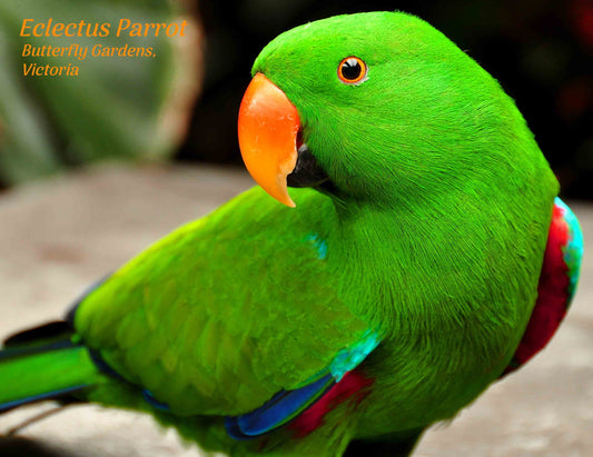 PU658 /P342 Eclectus Parrot