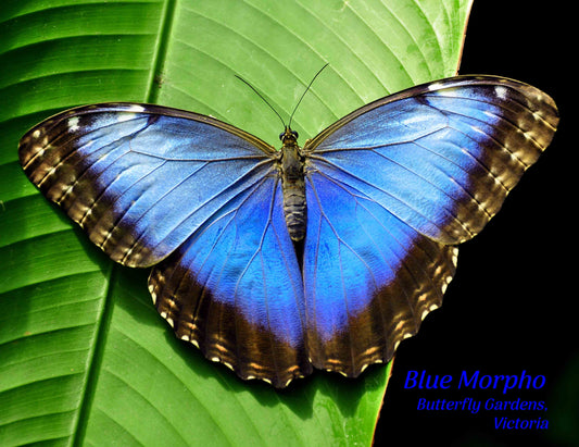 PU659 /P346 Blue Morph
